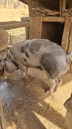 Porc de Vanzare  - imagine 3