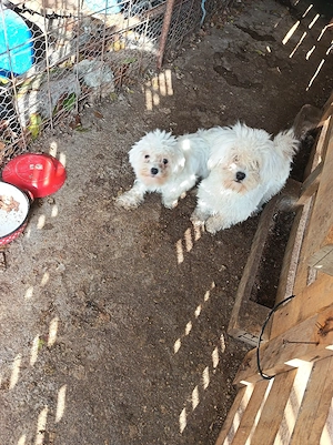 cățele bichon 
