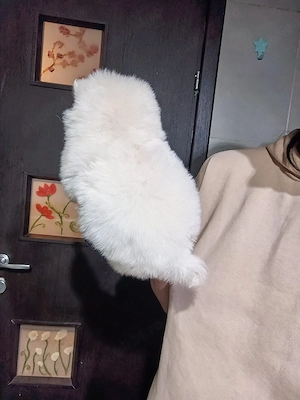 Puiuti Pomeranian talie mica  - imagine 2