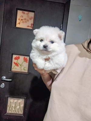 Puiuti Pomeranian talie mica  - imagine 3