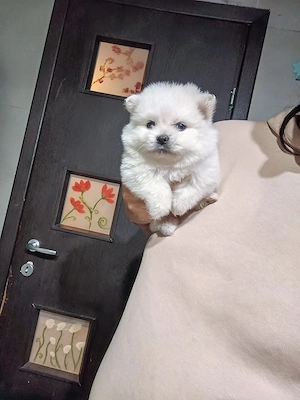 Puiuti Pomeranian talie mica 