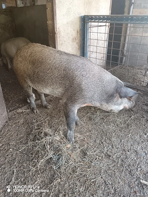 vand porci- diferite categorii!! - imagine 4