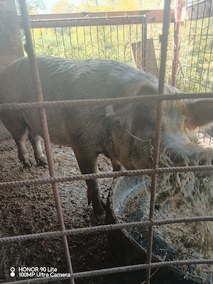 vand porci- diferite categorii!! - imagine 3