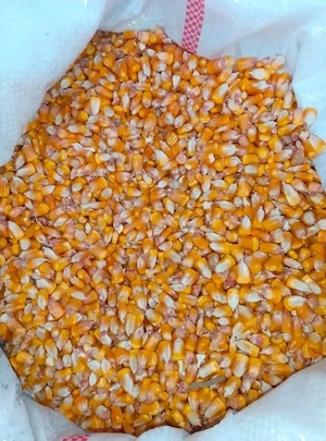 Porumb malai uscat 