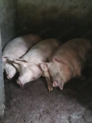 porci de vînzare  - imagine 5