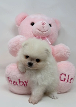 Baietel si fetita Pomeranian mini - imagine 3