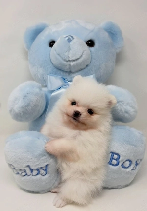 Baietel si fetita Pomeranian mini
