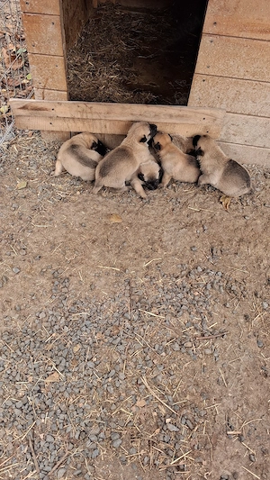 vand caini ciobanesc belgian(MALINOIS) - imagine 4