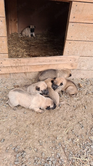 vand caini ciobanesc belgian(MALINOIS)