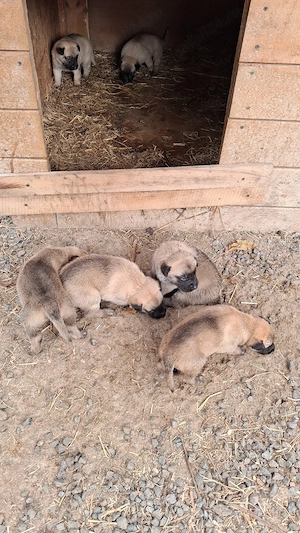 vand caini ciobanesc belgian(MALINOIS) - imagine 3