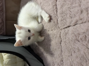 British Shorthair White Cu Mancare si Litiera Femela Constanța 
