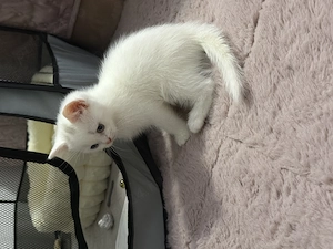 British Shorthair White Cu Mancare si Litiera Femela Constanța  - imagine 2