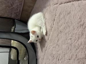 British Shorthair White Cu Mancare si Litiera Femela Constanța  - imagine 4