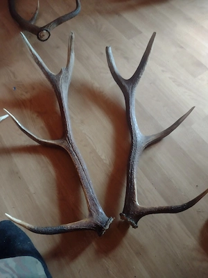 vand Pereche COARNE 4raze