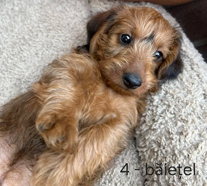 Doxiepoo (mama Teckel și tatăl Poodle mini) de vânzare  - imagine 2