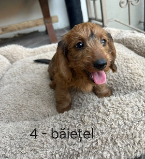 Doxiepoo (mama Teckel și tatăl Poodle mini) de vânzare  - imagine 4