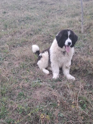 mascul 2 luni