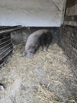 Se vinde porc masiv 250 kg natural din rasa Duroc - imagine 2