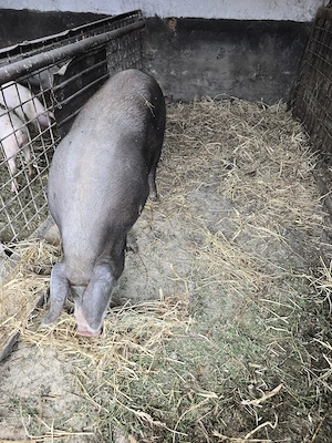 Se vinde porc 250 kg natural din rasa Duroc