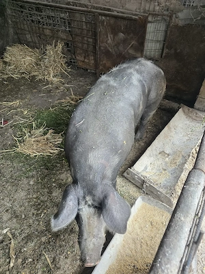 Vand porc rasa  Pietran de carne - 250 kg