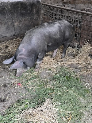 Vand porc rasa  Pietran de carne - 250 kg