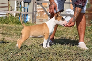 pui Bull terrier standard cu pedigree  - imagine 2