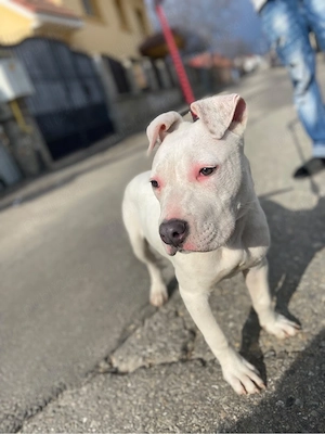 vand american bully xxl