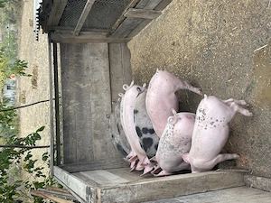 Porci de vânzare  - imagine 2