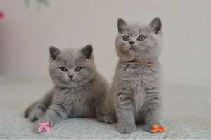 British shorthair puiuți