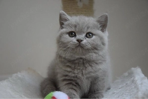 British shorthair puiuți - imagine 2