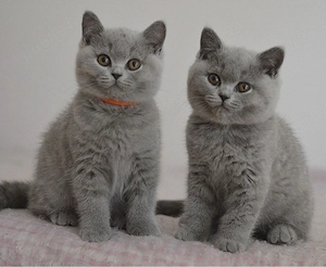 British shorthair puiuți - imagine 3
