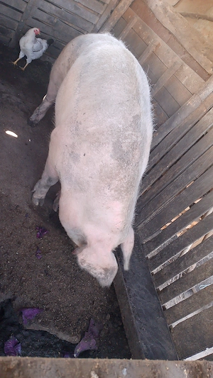 Porci de vânzare 