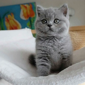 British shorthair