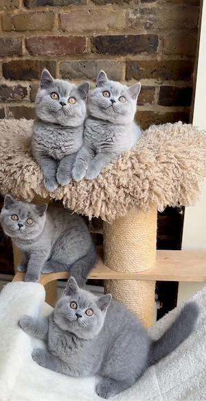 British shorthair