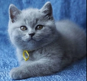 British shorthair - imagine 2