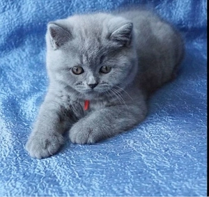 British shorthair - imagine 5