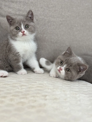 British shorthair  scottish straight 