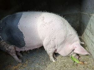 Vând porc de peste 300 de kg ! - imagine 3
