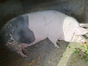 Vând porc de peste 300 de kg !