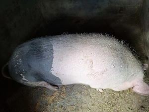 Vând porc de peste 300 de kg ! - imagine 2