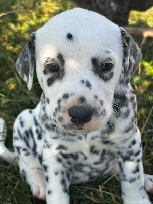 Dalmatieni