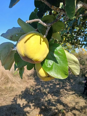 vand gutui