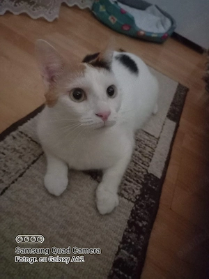 Donez pisică 