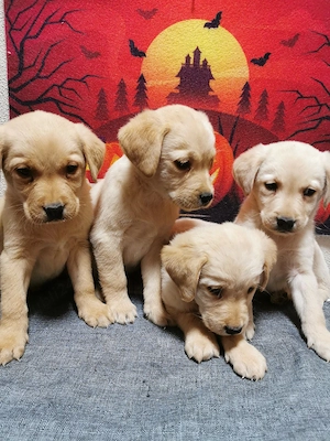 Labrador auriu  - imagine 5