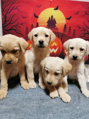 Labrador auriu 