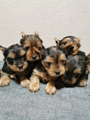 Yorkshire terrier toy 