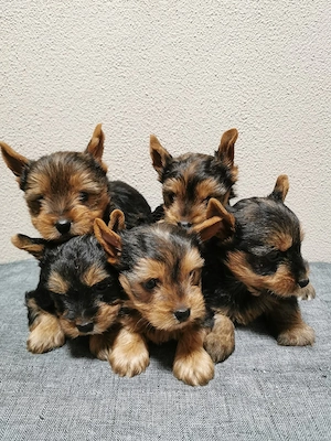 Yorkshire terrier toy  - imagine 2