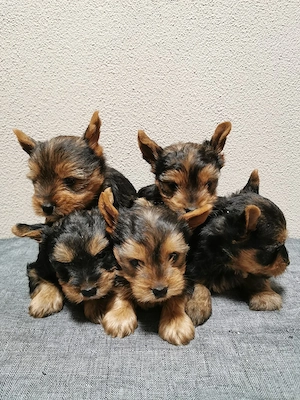 Yorkshire terrier toy  - imagine 3