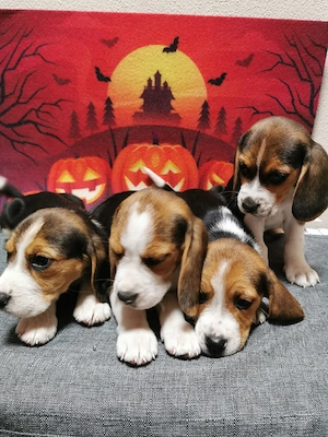 Beagle tricolor  - imagine 4