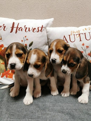 Beagle tricolor  - imagine 2